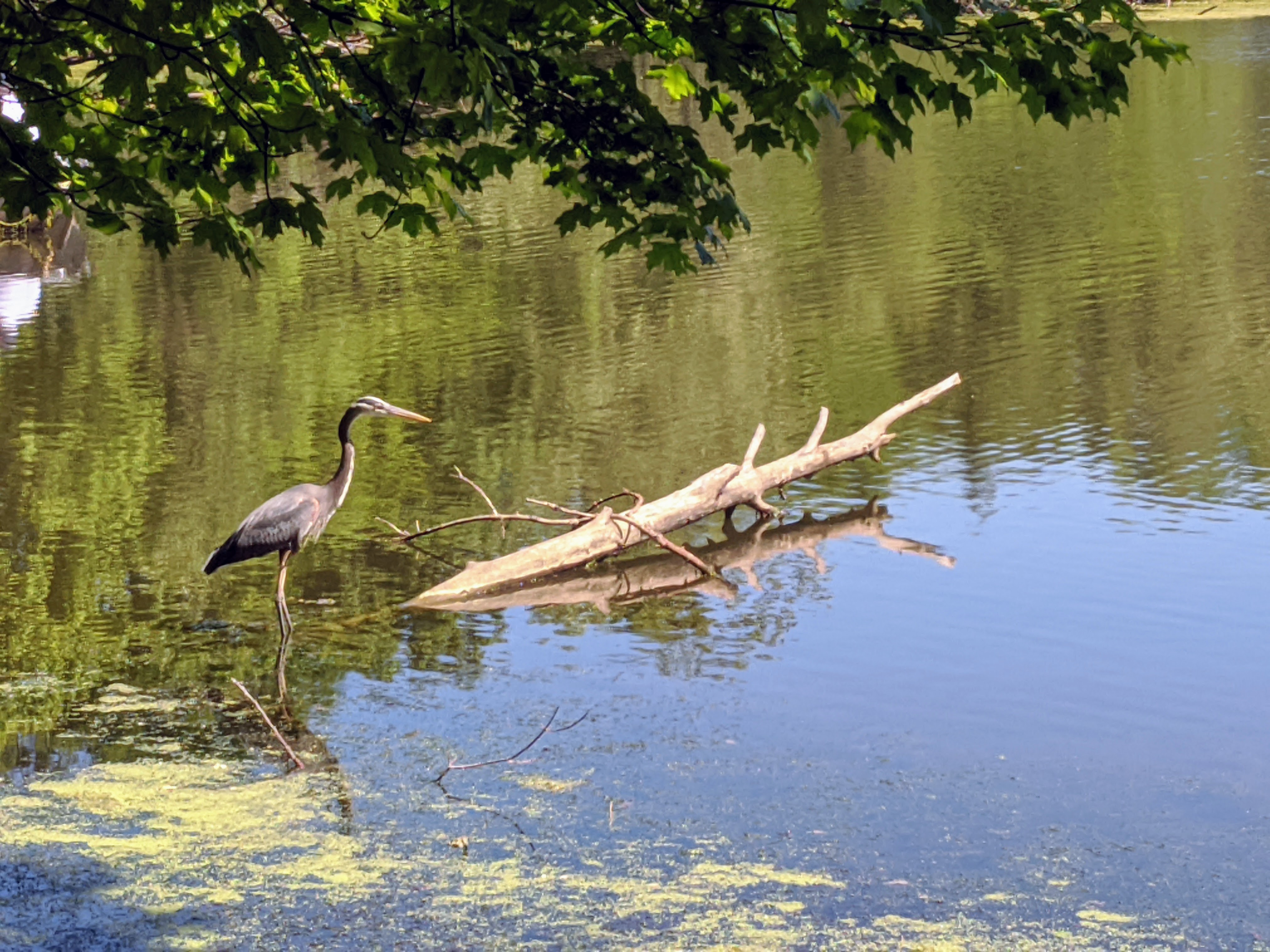 A large wading bird perching on a partially submerged log